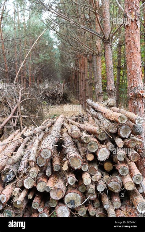 Pile Of Logs Stack Of Wood In Pine Tree Forest Sanitary Logging