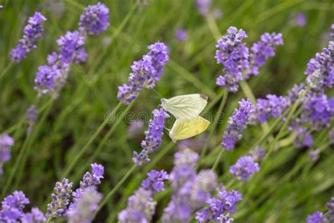 Butterfly on Lavender Flowers Stock Photo - Image of purple, landscape ...