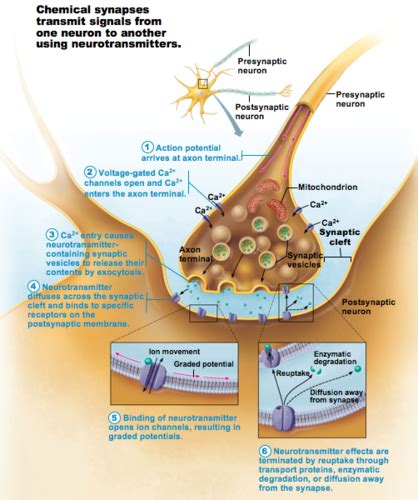 6 Steps Of Information Transfer Across A Chemical Synapse Flashcards