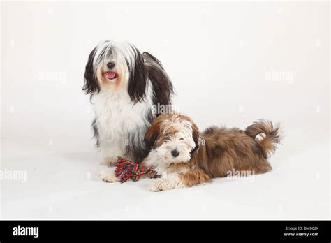 Tibetan terrier puppy cut hi-res stock photography and images - Alamy