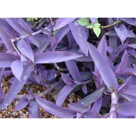 Setcreasea Tradescantia Pallida Purpurea