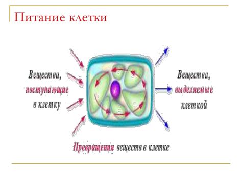 Жизнедеятельность клетки. Линия жизни. 6 класс - презентация онлайн