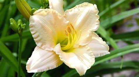 63 Beautiful Daylily Varieties for Your Garden