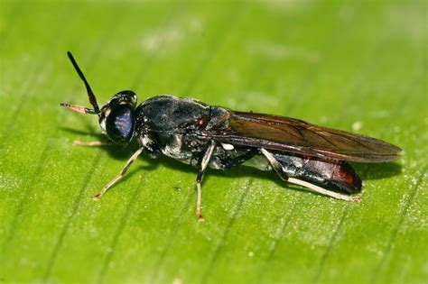 Lalat Hitam Hewan Dengan Manfaat Besar Awex Blogs