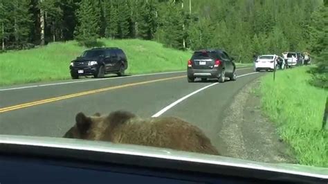 Yellowstone Grizzly Bear - 'Attacks' Car | Doovi