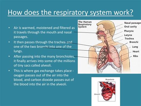 Powerpoint Presentation On Respiratory System