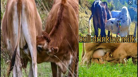 Gir Cows Milking Indian Gir Cow Bull Drinking Cow Milk Calf Drinking Milk From Cow Youtube