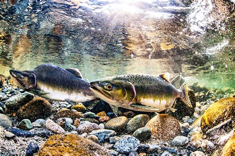 Sockeye Salmon Are Leaving Home A Year Early Futurity