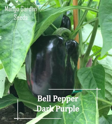 Dark Purple Beauty Capsicum Seeds 5 Seed Pot Friendly Tanam Pasu