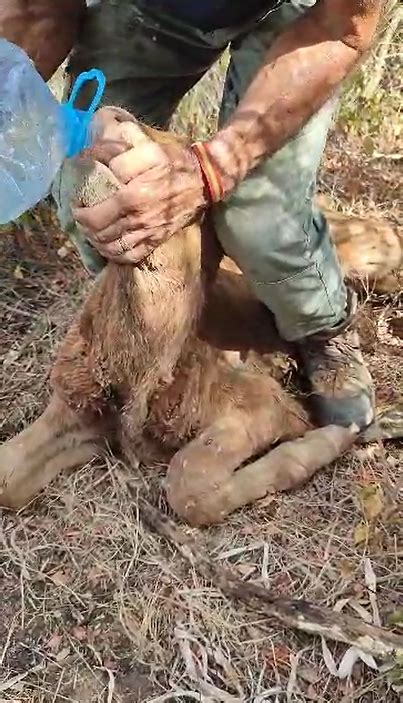 Vecinos Socorren A Terneros Moribundos Abandonados En Una Finca En San