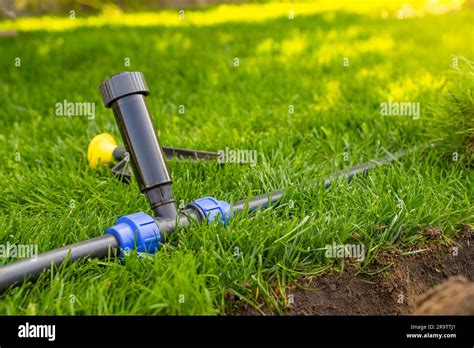 Installing A Pop Up Sprinkler In The Lawn Close Up Grass Irrigation