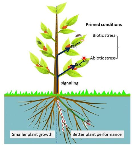 Frontiers Inner Plant Values Diversity Colonization And Benefits