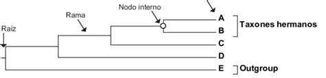 Anatom A De Un Rbol Filogen Tico Los Componente Que Incluye Un Rbol