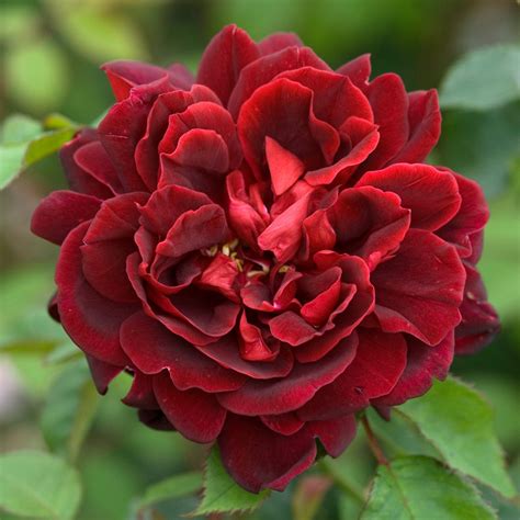Chateau De Clos Vougeot Climbing Rose David Austin Roses