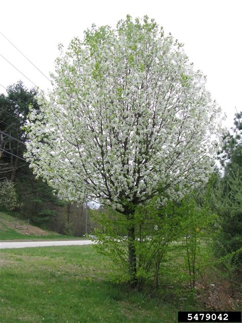 Bradford Pear | Reconnecting to Our Waterways