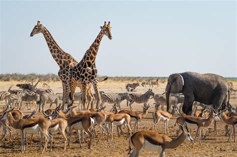 Quand partir en Namibie Météo et safaris La meilleure période par région