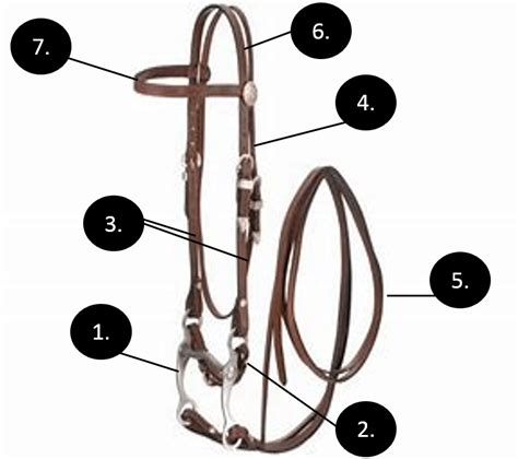 Western Bridle Parts Quiz Horse Courses Online