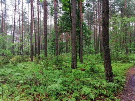 Działka Regut ul Modrzewiowa bez pośrednika 3 16 ha