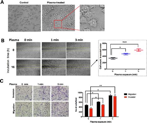 Structural And Phenotypical Analysis Of RAW264 7 Macrophages A