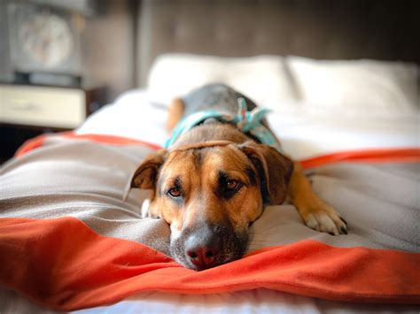 Top 5 Pet-Friendly Hotel Chains - Well Traveled