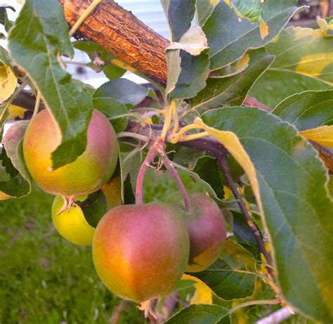 Free Images Tree Branch Fruit Flower Food Produce Flowering