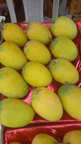 Yellow Organic Ratnagiri Alphonso Mangoes Carton Packaging Size