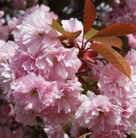 Prunus Kanzan 12 Litre Stewarts Garden Centre