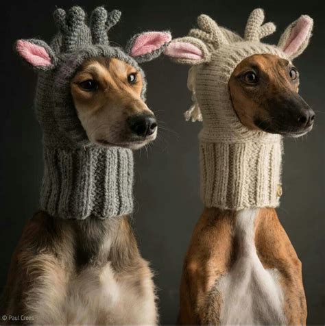 Adorable Dog Hoodsnood Dog Hat Dog Hats Funny Animal Pictures