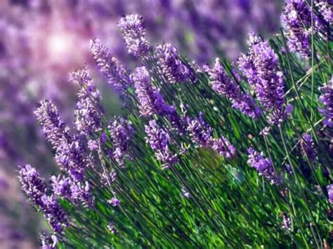 Jual Benih Bibit Bunga Lavender English Haira Seed Benihkita