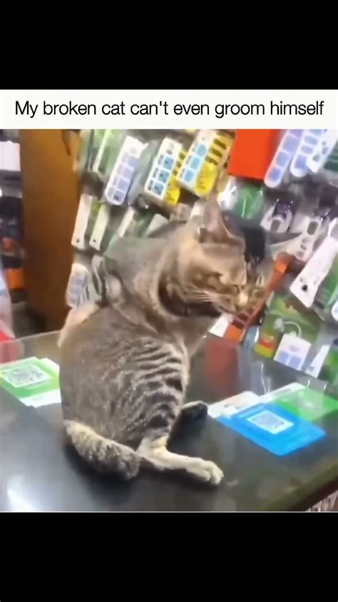 Old Ahh Cat Cat Cute Funny Catshorts Memes Shortvideo Aww Youtube