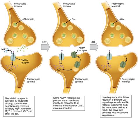 How Neurons Communicate Synaptic Plasticity Biology Libretexts