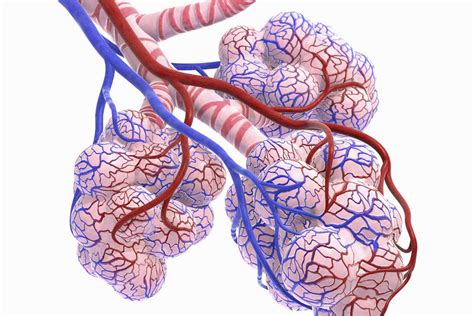 Alveoli Function Structure And Lung Disorders