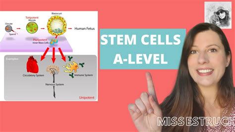 Totipotent Pluripotent Multipotent Unipotent Stem Cells National Stem