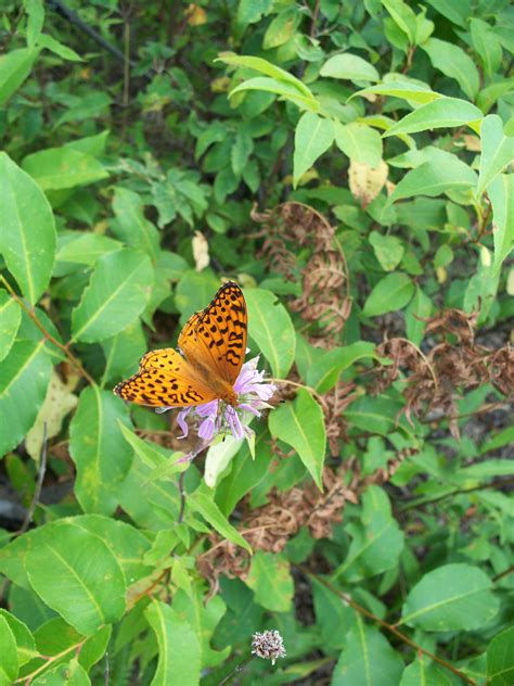 Free Images Nature Wing Leaf Flower Summer Wildlife Wild