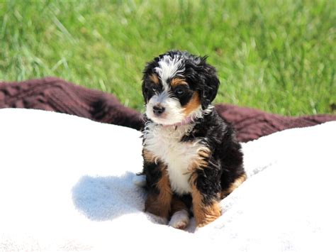 Triple C Acres Meet Our Bernedoodle Puppies