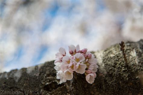 Fondos De Pantalla Rosado Primavera Planta Flora Flor De Cerezo