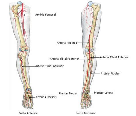 Artérias e Veias dos Membros Inferiores
