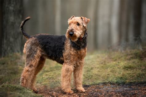 Dog Breeds With Curly Hair