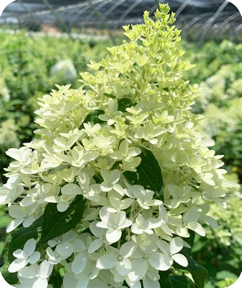 Limelight Prime® Panicle Hydrangea The Twisted Twig Co