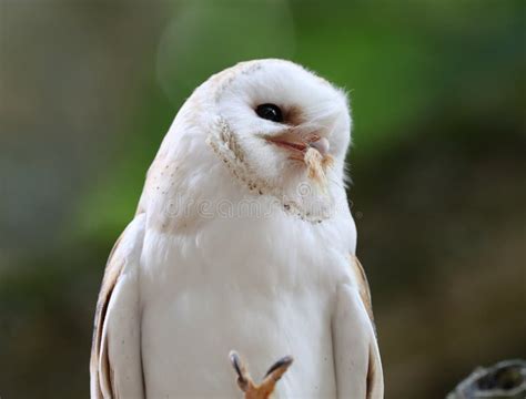 Close Up of a Barn Owl Having a Snack Stock Photo - Image of brown, animal: 105182502