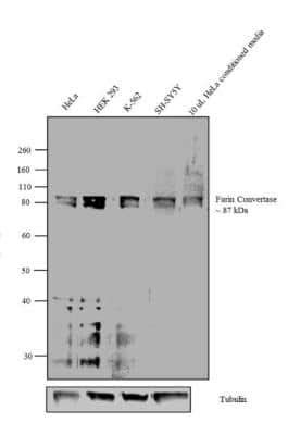 Regulation Of Protein Secretion Pathway Bioinformatics Novus Biologicals