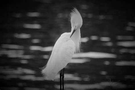 Snowy White Egret Preens Photograph By Matt M Maloy Pixels