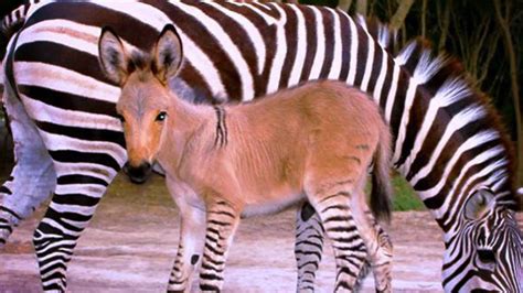 Zebra Mates With Donkey Gives Birth To Highly Unusual Zonkey In