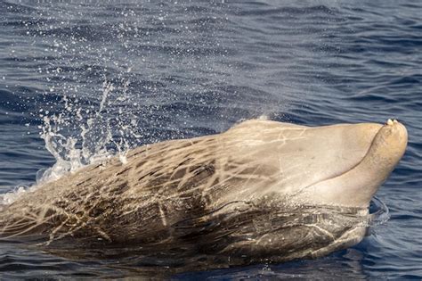 Premium Photo Rare Cuvier Goose Beaked Whale Dolphin Ziphius Cavirostris