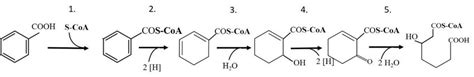 General Anaerobic Benzoyl Coa Pathway Of Denitrifying Bacteria Within