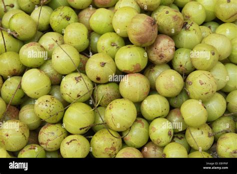 Amla Indian Gooseberry Emblica Officinalis Loca Herbal Medicinal