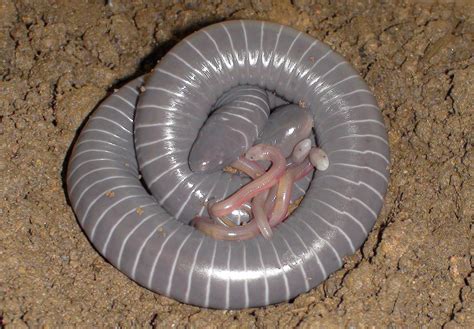 Caecilian