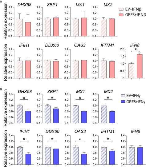 Frontiers Sars Cov 2 Orf8 Forms Intracellular Aggregates And Inhibits