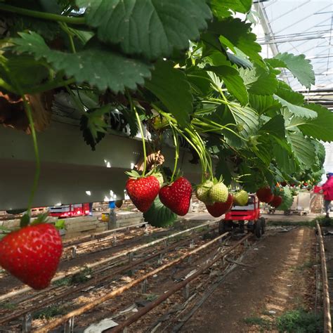 Les producteurs de fruits et légumes bio doivent ils pouvoir chauffer