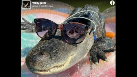 Tiktok Star Wally The Alligator Is Licensed Emotional Support Animal